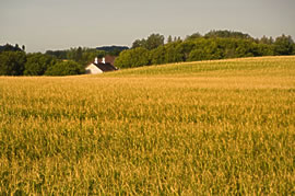 Photo of rural property with cornfield in foreground