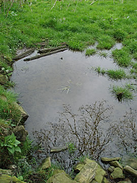 Photo of polluted water pond